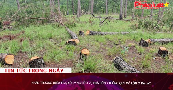 Khẩn trương điều tra, xử lý nghiêm vụ phá rừng thông quy mô lớn ở Đà Lạt