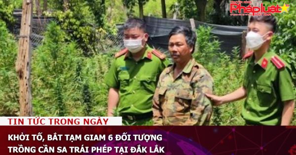 Khởi tố, bắt tạm giam 6 đối tượng trồng cần sa trái phép tại Đắk Lắk