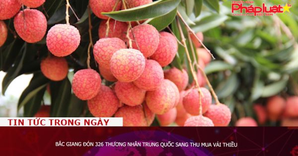Bắc Giang đón 326 thương nhân Trung Quốc sang thu mua vải thiều