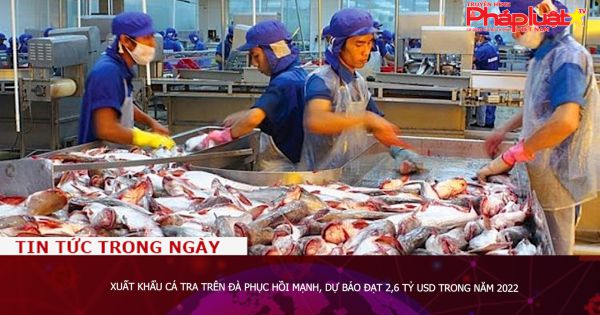 Xuất khẩu cá tra trên đà phục hồi mạnh, dự báo đạt 2,6 tỷ USD trong năm 2022