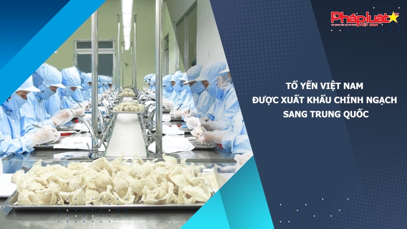 Tổ yến Việt Nam được xuất khẩu chính ngạch sang Trung Quốc
