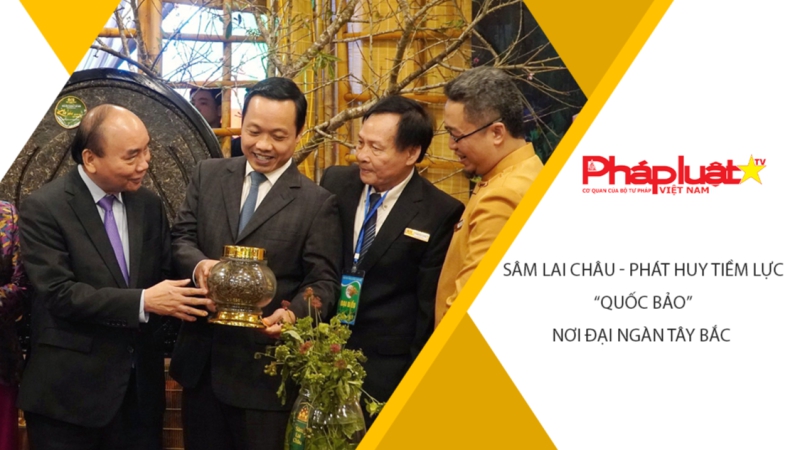 Sâm Lai Châu - Phát huy tiềm lực “Quốc bảo” nơi đại ngàn Tây Bắc