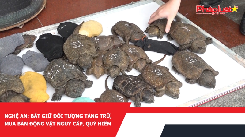 Nghệ An: Bắt giữ đối tượng tàng trữ, mua bán động vật nguy cấp, quý hiếm