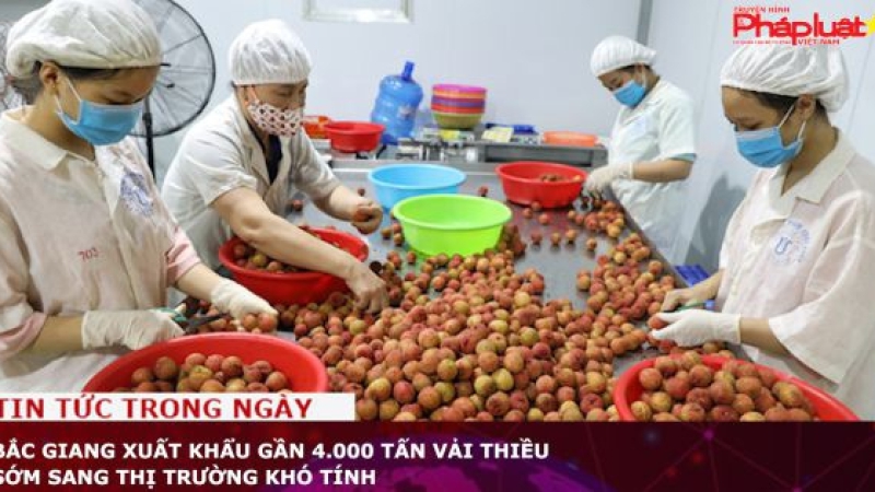 Bắc Giang xuất khẩu gần 4.000 tấn vải thiều sớm sang thị trường khó tính