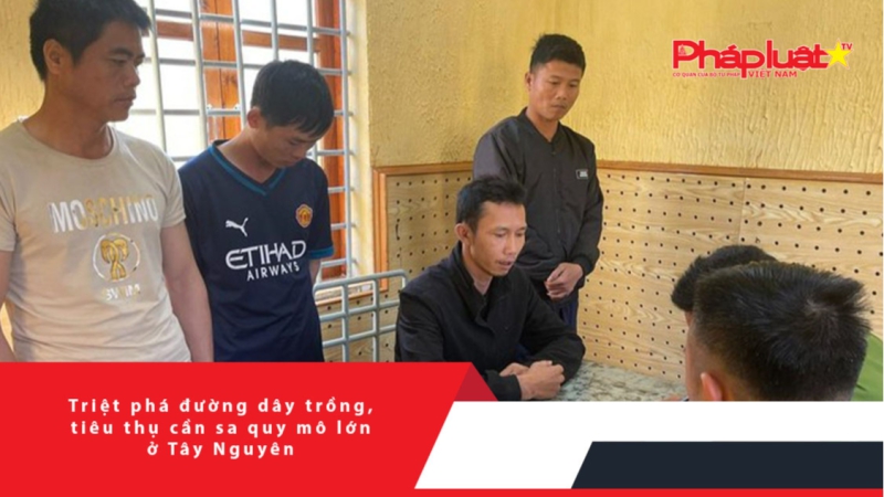 Triệt phá đường dây trồng, tiêu thụ cần sa quy mô lớn ở Tây Nguyên