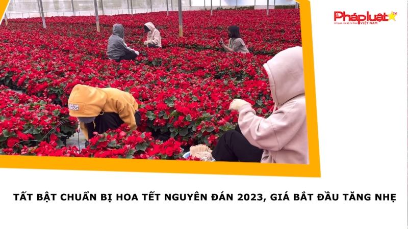 Tất bật chuẩn bị hoa Tết Nguyên Đán 2023, giá bắt đầu tăng nhẹ
