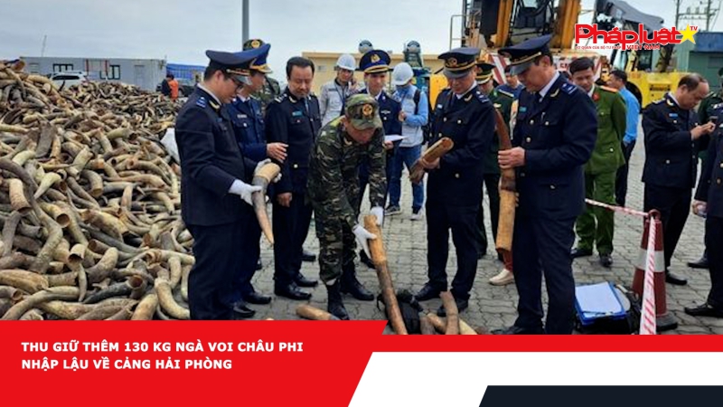 Thu giữ thêm 130 kg ngà voi châu Phi nhập lậu về cảng Hải Phòng