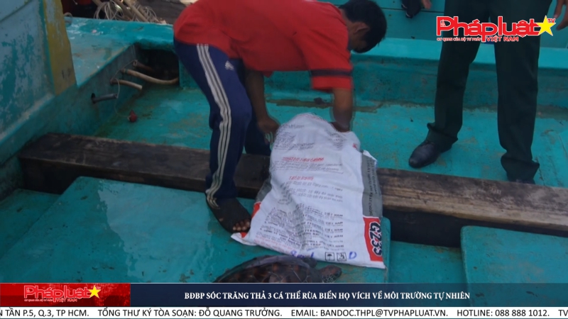 BĐBP Sóc Trăng thả 3 cá thể rùa biển họ vích về môi trường tự nhiên