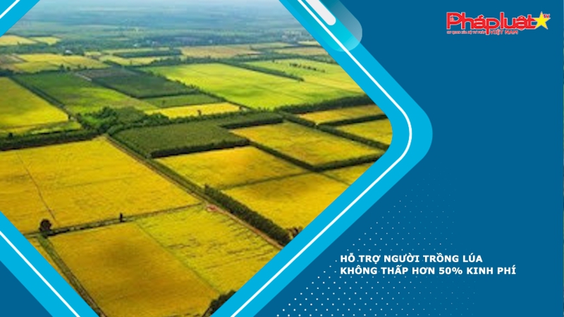 Hỗ trợ người trồng lúa không thấp hơn 50% kinh phí