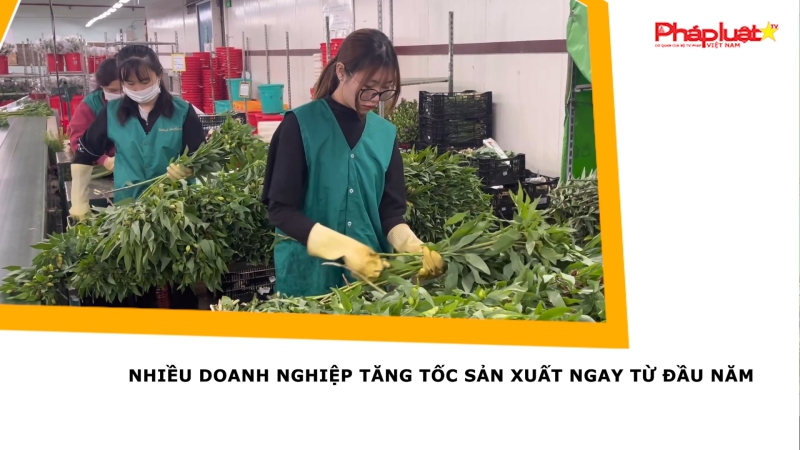 Nhiều Doanh nghiệp tăng tốc sản xuất ngay từ đầu năm