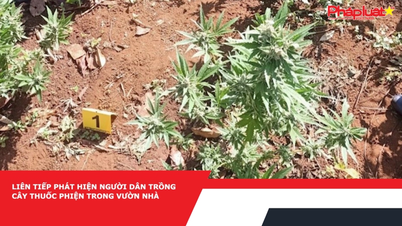 Liên tiếp phát hiện người dân trồng cây thuốc phiện trong vườn nhà