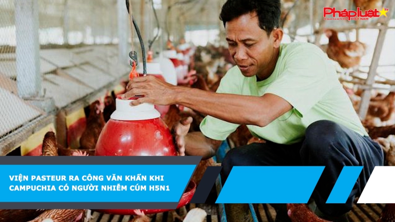Viện Pasteur ra công văn khẩn khi Campuchia có người nhiễm cúm H5N1