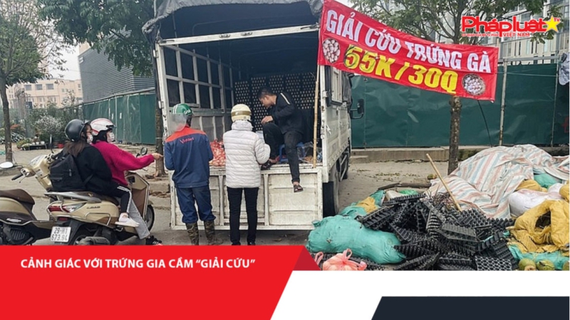 BẢN TIN PHÒNG CHỐNG HÀNG GIAN- HÀNG GIẢ- HÀNG NHÁI: Cảnh giác với trứng gia cầm “giải cứu”