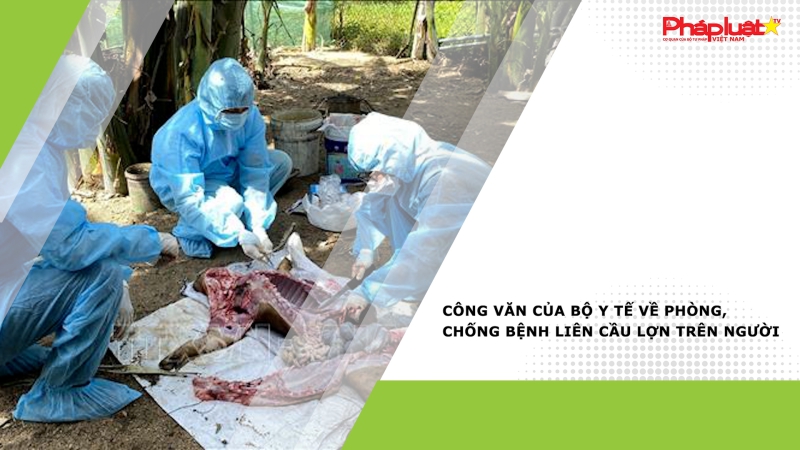 Công văn của Bộ Y tế về phòng, chống bệnh liên cầu lợn trên người