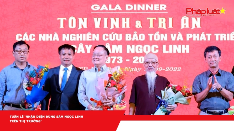Tuần lễ ‘Nhận diện đúng sâm Ngọc Linh trên thị trường’