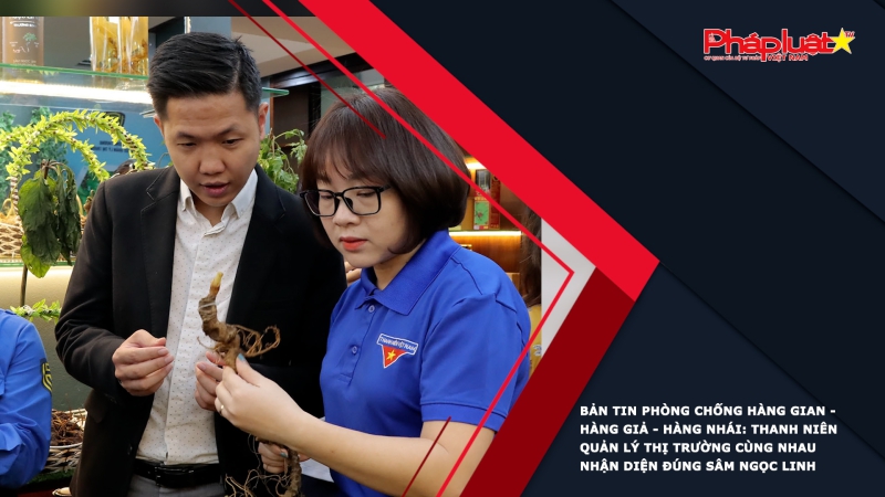 BẢN TIN PHÒNG CHỐNG HÀNG GIAN - HÀNG GIẢ - HÀNG NHÁI: Thanh niên Quản lý thị trường cùng nhau nhận diện đúng sâm Ngọc Linh