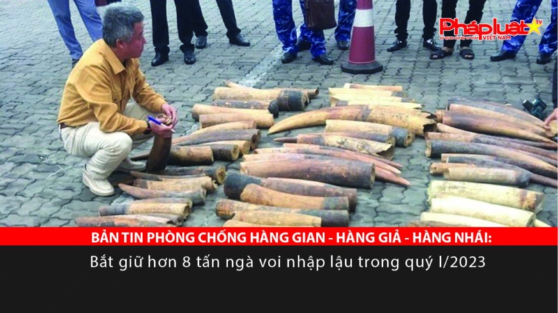 BẢN TIN PHÒNG CHỐNG HÀNG GIAN - HÀNG GIẢ - HÀNG NHÁI: Bắt giữ hơn 8 tấn ngà voi nhập lậu trong quý I/2023