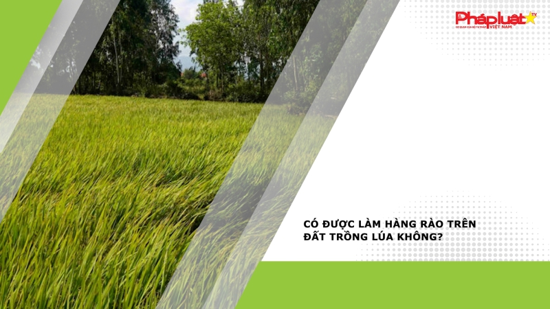 Có được làm hàng rào trên đất trồng lúa không?