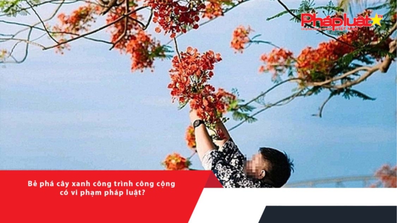 Bẻ phá cây xanh công trình công cộng có vi phạm pháp luật?