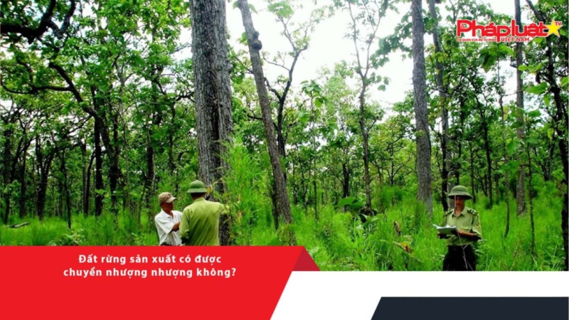 Đất rừng sản xuất có được chuyển nhượng nhượng không?