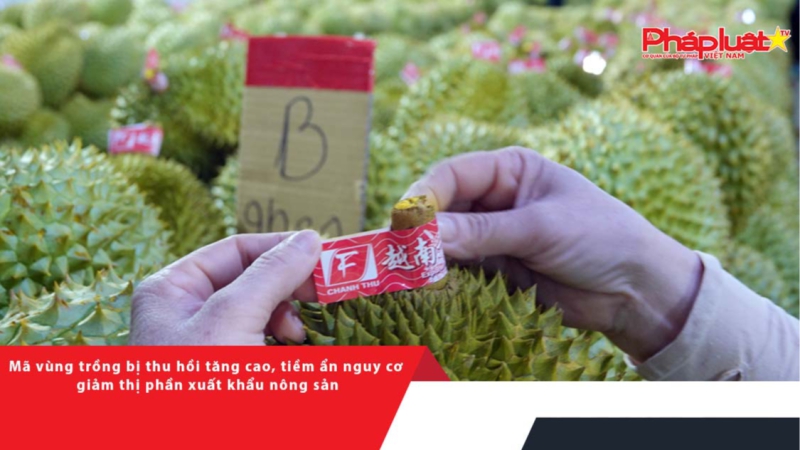 Mã vùng trồng bị thu hồi tăng cao, tiềm ẩn nguy cơ giảm thị phần xuất khẩu nông sản?