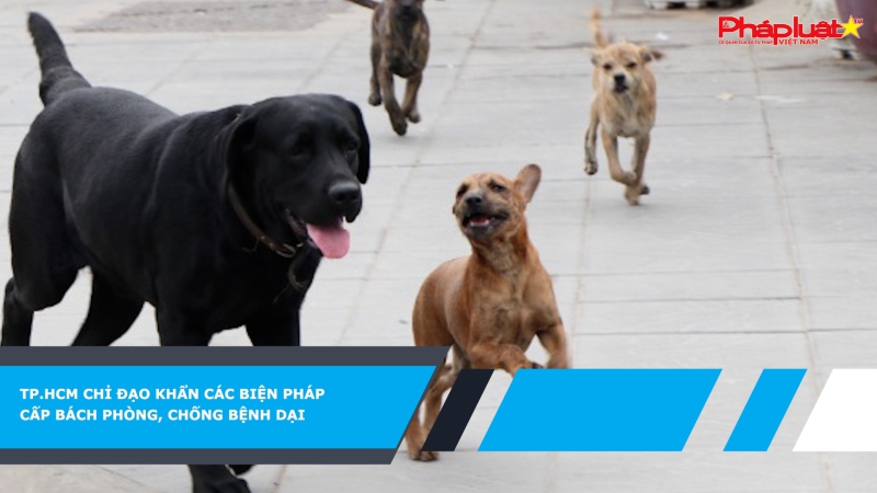 TP.HCM chỉ đạo khẩn các biện pháp cấp bách phòng, chống bệnh dại