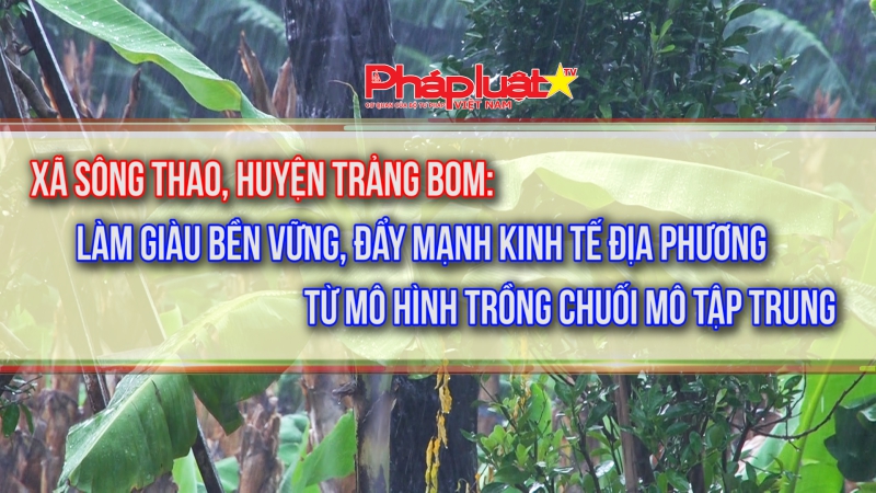Xã Sông Thao, huyện Trảng Bom: Làm giàu bền vững, đẩy mạnh kinh tế địa phương từ mô hình trồng chuối mô tập trung