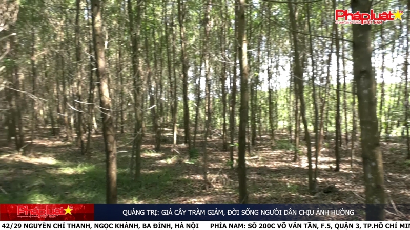 Quảng Trị: Giá cây tràm giảm, đời sống người dân chịu ảnh hưởng