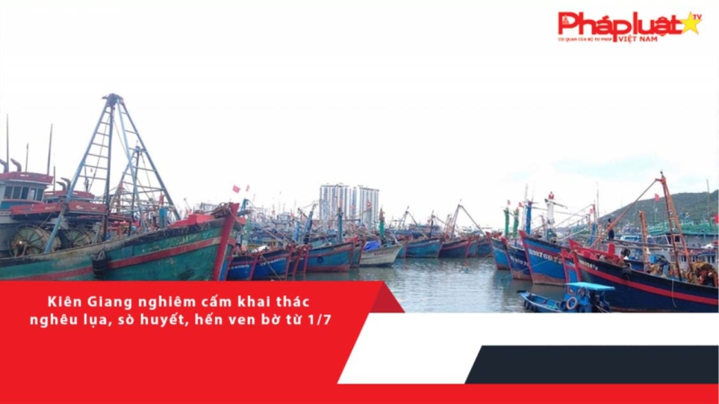 Kiên Giang nghiêm cấm khai thác nghêu lụa, sò huyết, hến ven bờ từ 1/7