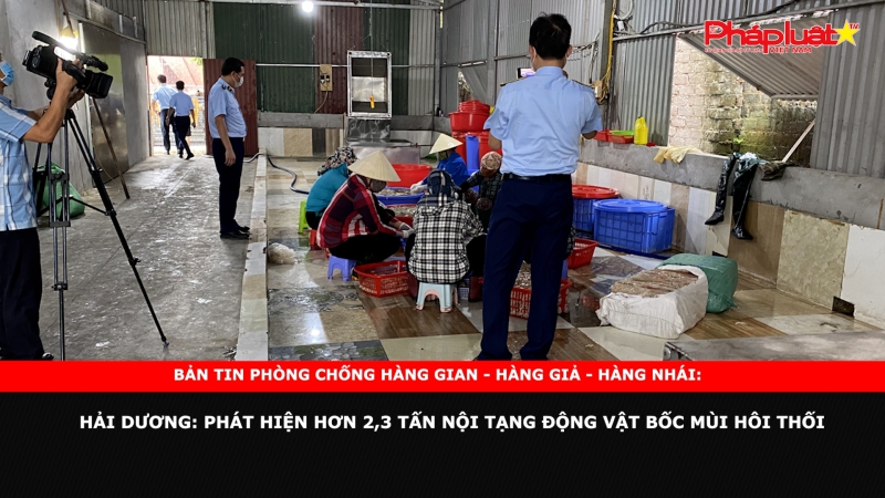 BẢN TIN PHÒNG CHỐNG HÀNG GIAN - HÀNG GIẢ - HÀNG NHÁI: Hải Dương: Phát hiện hơn 2,3 tấn nội tạng động vật bốc mùi hôi thối