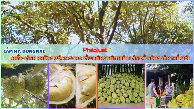 Cẩm Mỹ, Đồng Nai: Chắp cánh những ước mơ cho sầu riêng Việt trên bản đồ nông sản thế giới