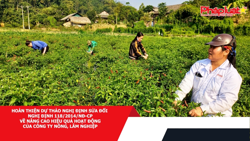 Hoàn thiện dự thảo Nghị định sửa đổi Nghị định 118/2014/NĐ-CP về nâng cao hiệu quả hoạt động của công ty nông, lâm nghiệp