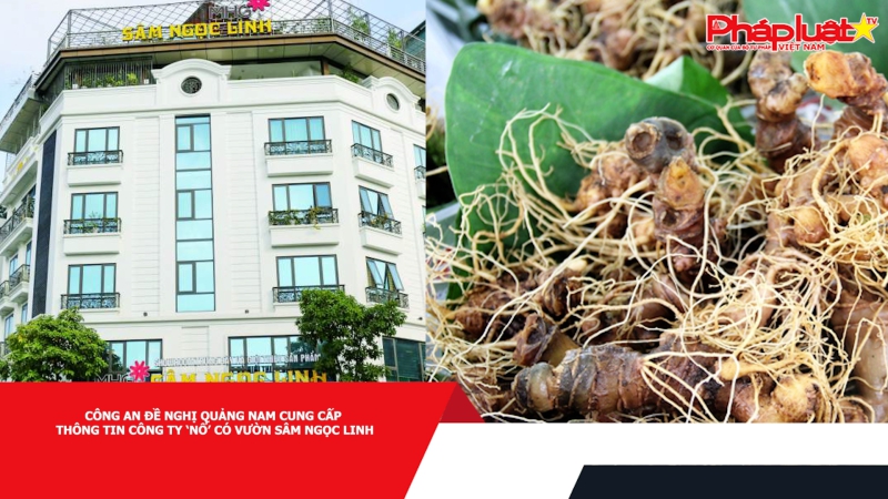 Công an đề nghị Quảng Nam cung cấp thông tin công ty ‘nổ’ có vườn sâm Ngọc Linh