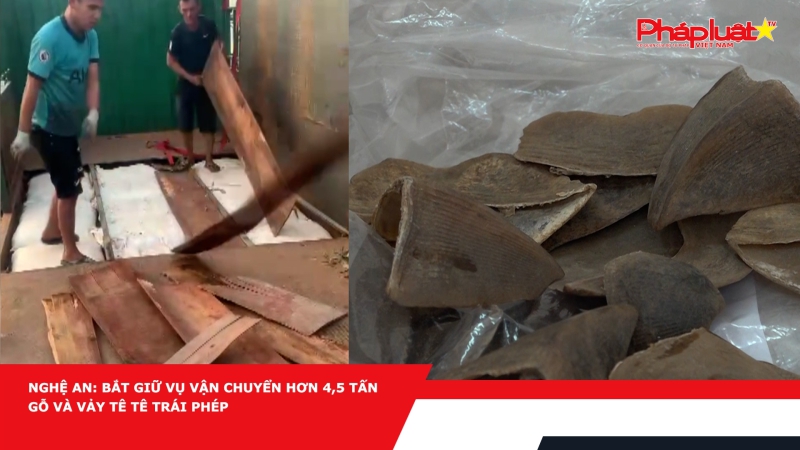 Nghệ An: Bắt giữ vụ vận chuyển hơn 4,5 tấn gỗ và vảy tê tê trái phép