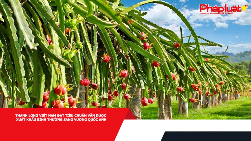 Thanh Long Việt Nam đạt tiêu chuẩn vẫn được xuất khẩu bình thường sang Vương Quốc Anh