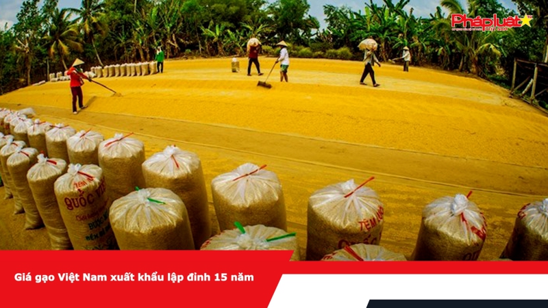 Giá gạo Việt Nam xuất khẩu lập đỉnh 15 năm