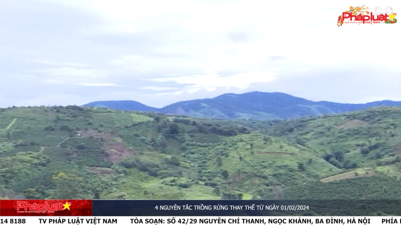 Bản tin Môi trường Pháp luật ngày 08/01/2024 - 4 nguyên tắc trồng rừng thay thế từ ngày 01/02/2024
