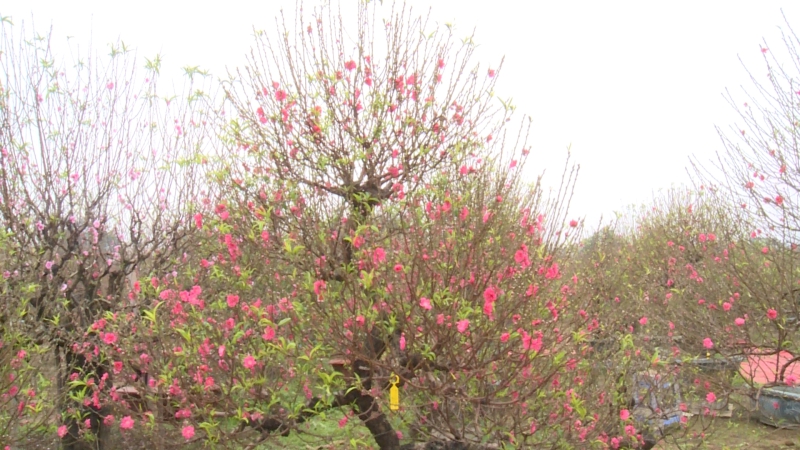 Tết cổ truyền của người dân Hà Thành: Sự hòa quyện của đất – trời trong tiết Xuân