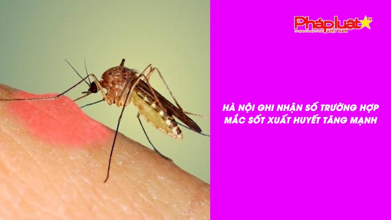 Bản tin Sức khỏe và Làm đẹp - Hà Nội ghi nhận số trường hợp mắc sốt xuất huyết tăng mạnh
