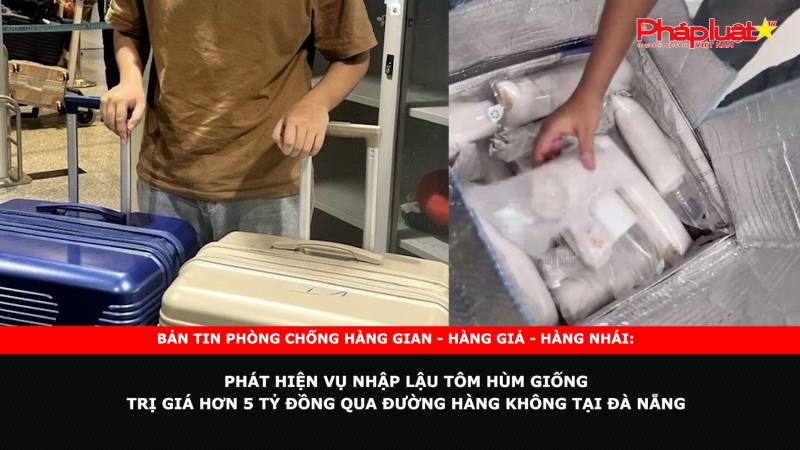 Bản tin chung tay cùng doanh nghiệp phòng chống Hàng gian- Hàng giả- Hàng nhái: Phát hiện vụ nhập lậu tôm hùm giống trị giá hơn 5 tỷ đồng qua đường hàng không tại Đà Nẵng