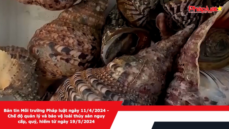 Bản tin Môi trường Pháp luật ngày 11/4/2024 - Chế độ quản lý và bảo vệ loài thủy sản nguy cấp, quý, hiếm từ ngày 19/5/2024