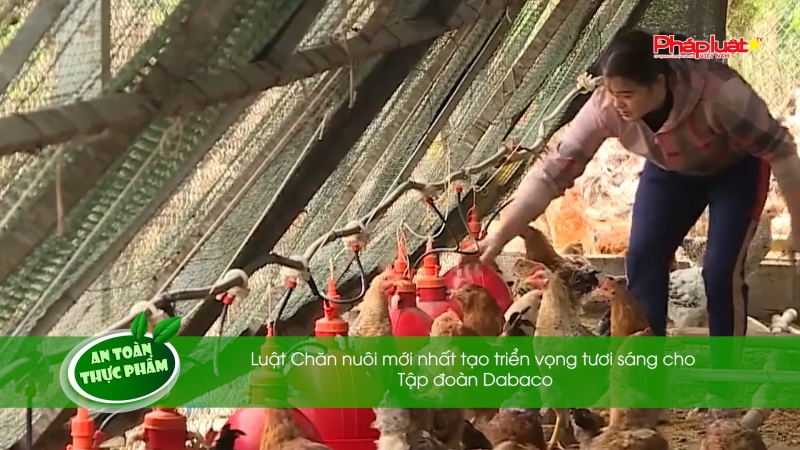 Bản tin An toàn Thực phẩm - Luật Chăn nuôi mới nhất tạo triển vọng tươi sáng cho Tập đoàn Dabaco