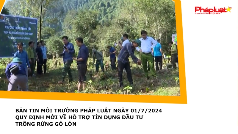 Bản tin Môi trường Pháp luật ngày 01/7/2024 - Quy định mới về hỗ trợ tín dụng đầu tư trồng rừng gỗ lớn