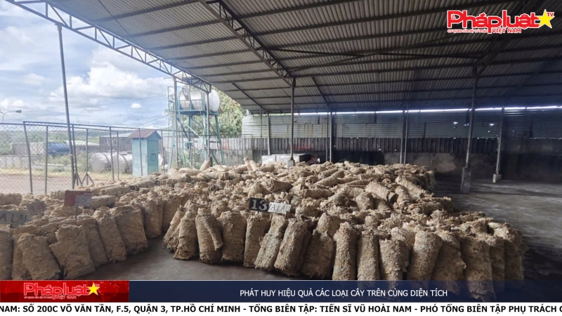 Phát huy hiệu quả các loại cây trên cùng diện tích